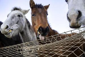 Horses on a farm photo