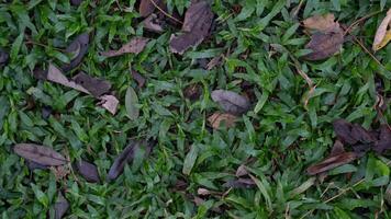 Above view of Carpet Grass with dry leaves. For background and textured. photo