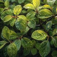 AI Generated Glistening dew on fresh green leaves photo
