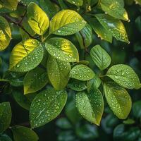 AI Generated Glistening dew on fresh green leaves photo