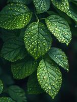 AI Generated Glossy rain-soaked leaves in a forest photo