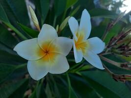 White plumeria flowers with green leaves photo