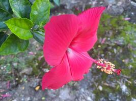 Closeup view of red hibiscus flower with blurred green leaves background photo