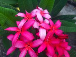 Deep red plumeria with blurred green leaves background photo