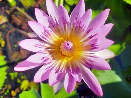 púrpura loto flor debajo el luz de sol en el estanque foto