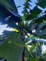 Banana tree and blue sky photo