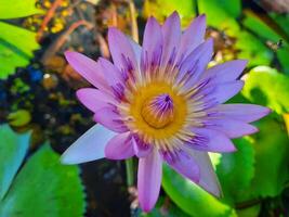 Blooming purple waterlily in the pond photo