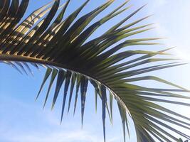 Palm leaf of a tropical tree on blue sky background photo