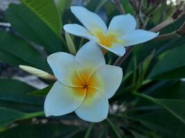 White plumeria flowers with green leaves photo