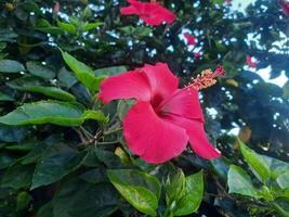 Closeup view of red hibiscus flower with blurred green leaves background photo