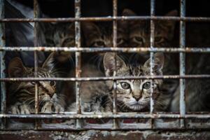AI generated close up Sad cats caught in cage. Generative AI photo