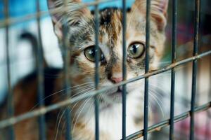 AI generated close up Sad cat caught in cage. Generative AI photo