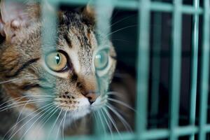 AI generated close up Sad cat caught in cage. Generative AI photo