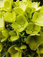 Full frame of green Hydrangea flowers in backyard with evening light photo