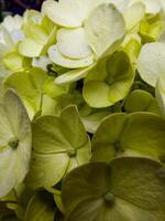 Full frame of green Hydrangea flowers in backyard with evening light photo