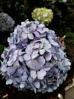 Hydrangea flowers in nature close-up with soft focus. photo