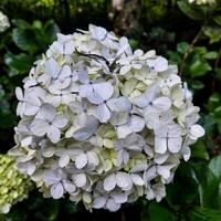 Beautiful white hydrangea or hortensia flower close up. photo