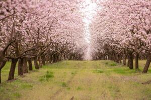blossoming almond orchard. Beautiful trees with pink flowers blooming in spring in Europe. Almond blossom. photo