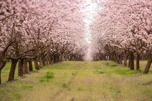 cierne almendra huerta. hermosa arboles con rosado flores floreciente en primavera en Europa. almendra florecer. foto