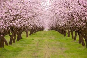 cierne almendra huerta. hermosa arboles con rosado flores floreciente en primavera en Europa. almendra florecer. foto