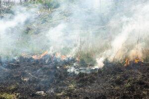 Burning dry grass in the field after the fire. Natural disaster. Forest fire. photo