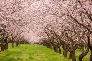 blossoming almond orchard. Beautiful trees with pink flowers blooming in spring in Europe. Almond blossom. photo