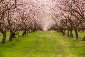 blossoming almond orchard. Beautiful trees with pink flowers blooming in spring in Europe. Almond blossom. photo