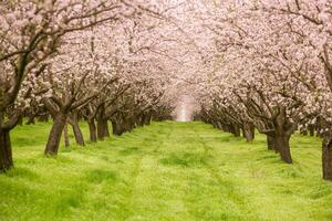 blossoming almond orchard. Beautiful trees with pink flowers blooming in spring in Europe. Almond blossom. photo