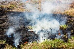 Burning dry grass in the field after the fire. Natural disaster. Forest fire. photo