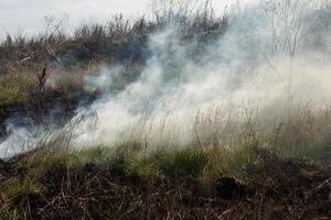 Burning dry grass in the field after the fire. Natural disaster. Forest fire. photo