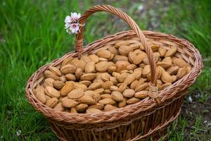 almendra nueces en un cesta en un de madera antecedentes. foto