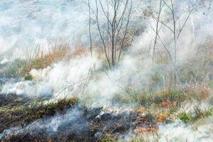 Burning dry grass in the field after the fire. Natural disaster. Forest fire. photo