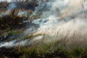 Burning dry grass in the field after the fire. Natural disaster. Forest fire. photo