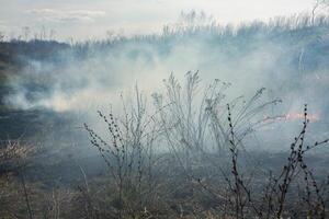 Burning dry grass in the field after the fire. Natural disaster. Forest fire. photo