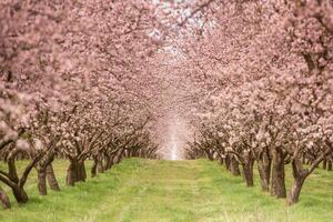 blossoming almond orchard. Beautiful trees with pink flowers blooming in spring in Europe. Almond blossom. photo