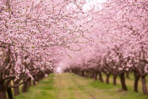 blossoming almond orchard. Beautiful trees with pink flowers blooming in spring in Europe. Almond blossom. photo