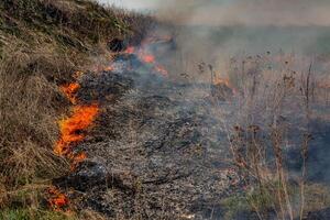 Burning dry grass in the field after the fire. Natural disaster. Forest fire. photo