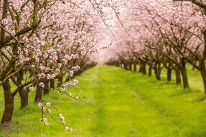blossoming almond orchard. Beautiful trees with pink flowers blooming in spring in Europe. Almond blossom. photo