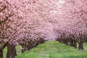 blossoming almond orchard. Beautiful trees with pink flowers blooming in spring in Europe. Almond blossom. photo