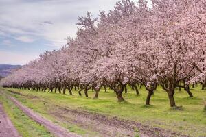 blossoming almond orchard. Beautiful trees with pink flowers blooming in spring in Europe. Almond blossom. photo