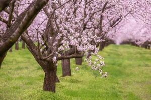 blossoming almond orchard. Beautiful trees with pink flowers blooming in spring in Europe. Almond blossom. photo