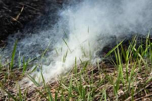 Burning dry grass in the field after the fire. Natural disaster. Forest fire. photo