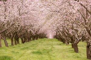 blossoming almond orchard. Beautiful trees with pink flowers blooming in spring in Europe. Almond blossom. photo