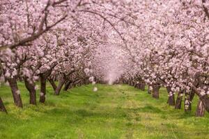 blossoming almond orchard. Beautiful trees with pink flowers blooming in spring in Europe. Almond blossom. photo