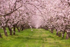 cierne almendra huerta. hermosa arboles con rosado flores floreciente en primavera en Europa. almendra florecer. foto