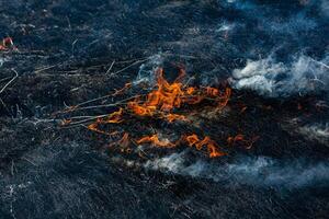 Burning dry grass in the field after the fire. Natural disaster. Forest fire. photo