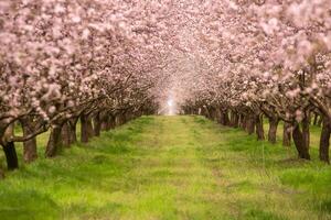 cierne almendra huerta. hermosa arboles con rosado flores floreciente en primavera en Europa. almendra florecer. foto