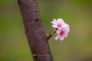 blossoming almond orchard. Beautiful trees with pink flowers blooming in spring in Europe. Almond blossom. photo