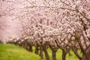 blossoming almond orchard. Beautiful trees with pink flowers blooming in spring in Europe. Almond blossom. photo