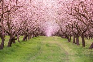 cierne almendra huerta. hermosa arboles con rosado flores floreciente en primavera en Europa. almendra florecer. foto